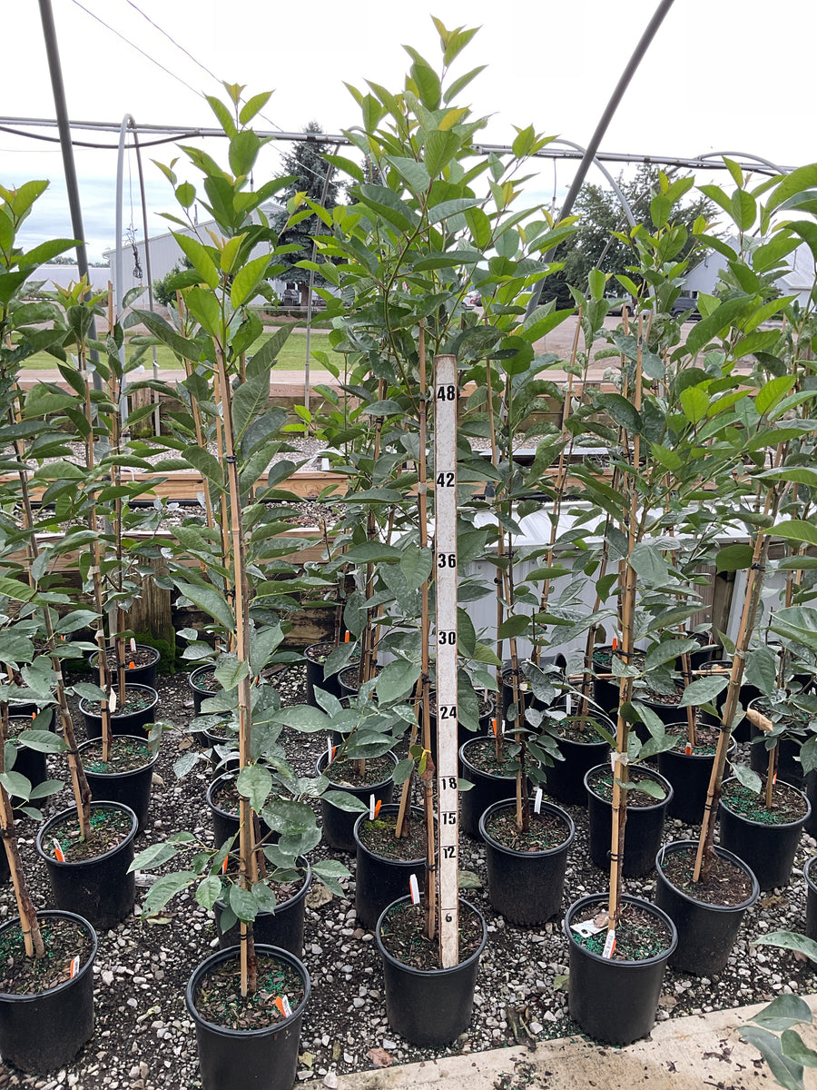 Prunus cerasus 'Montmorency'