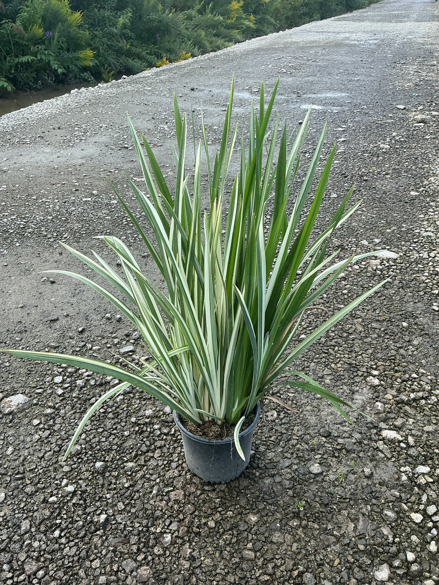 Iris ensata 'Variegata'