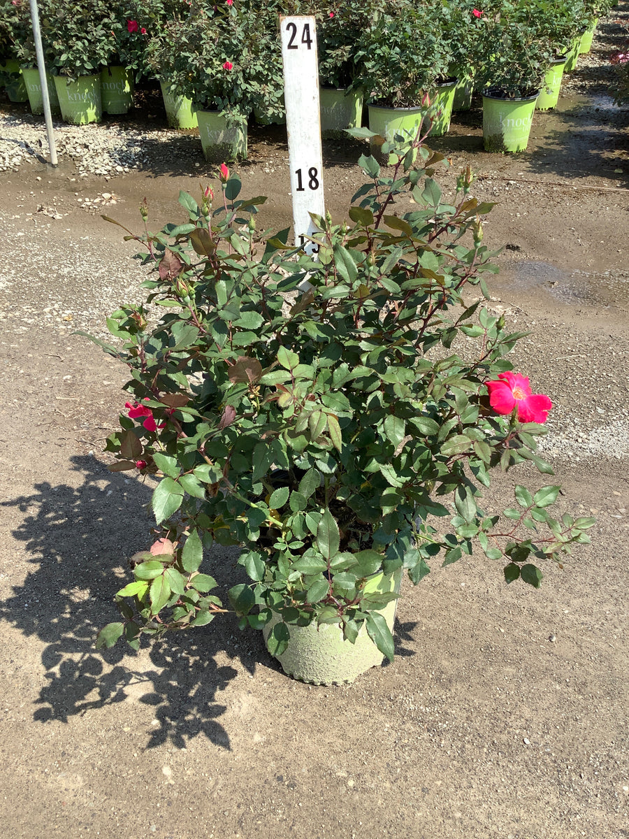 Rosa K.O 'Radrazz'