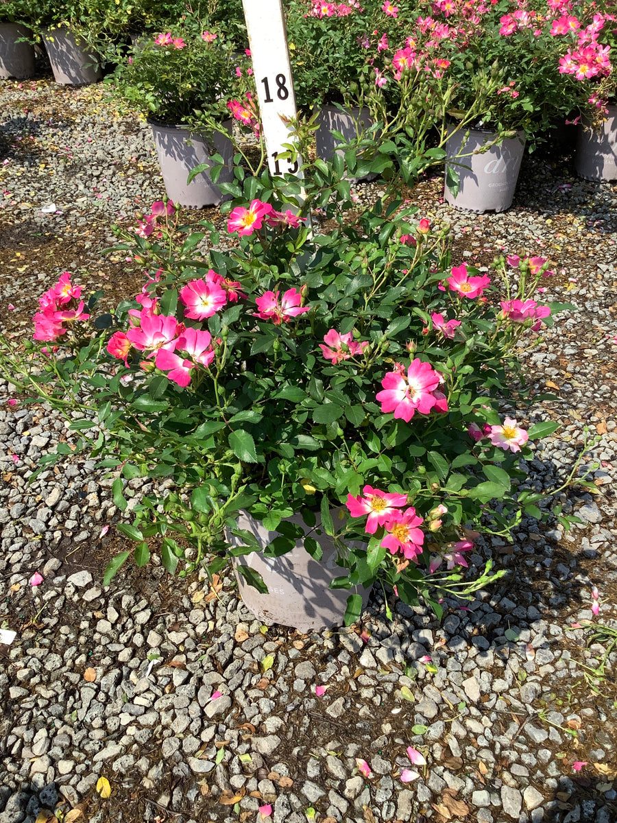 Rosa 'Drift Meijocos'