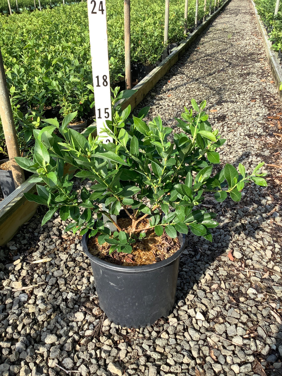 Vaccinium chandler 'Chandler'