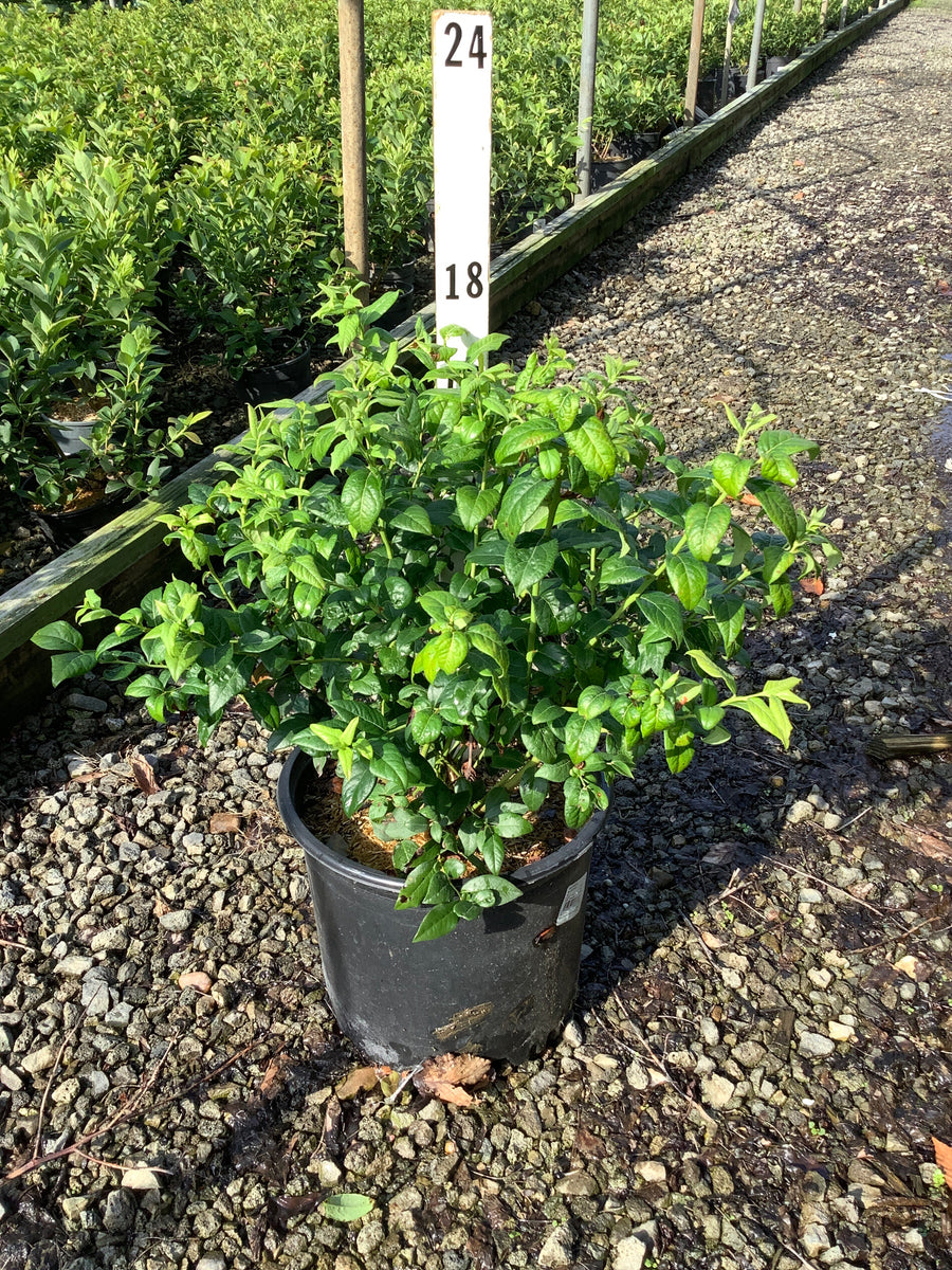 Vaccinium bluecrop 'Bluecrop'
