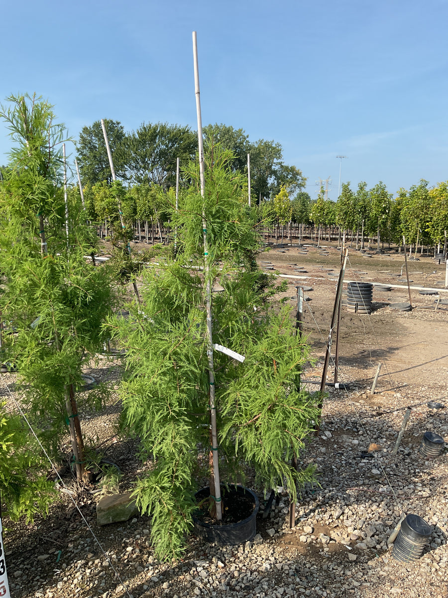 Taxodium distichum 'Shawnee Brave'