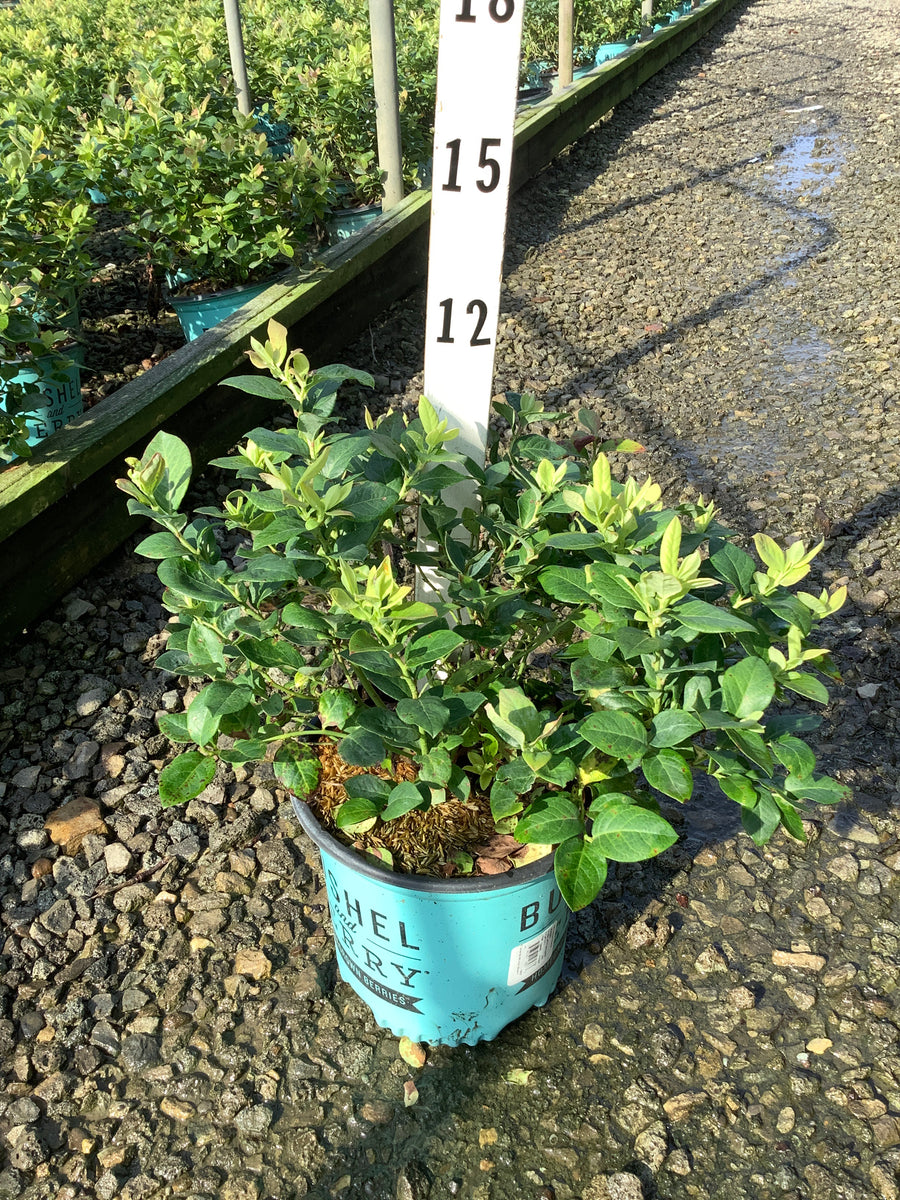 Vaccinium x 'Peach Sorbet'