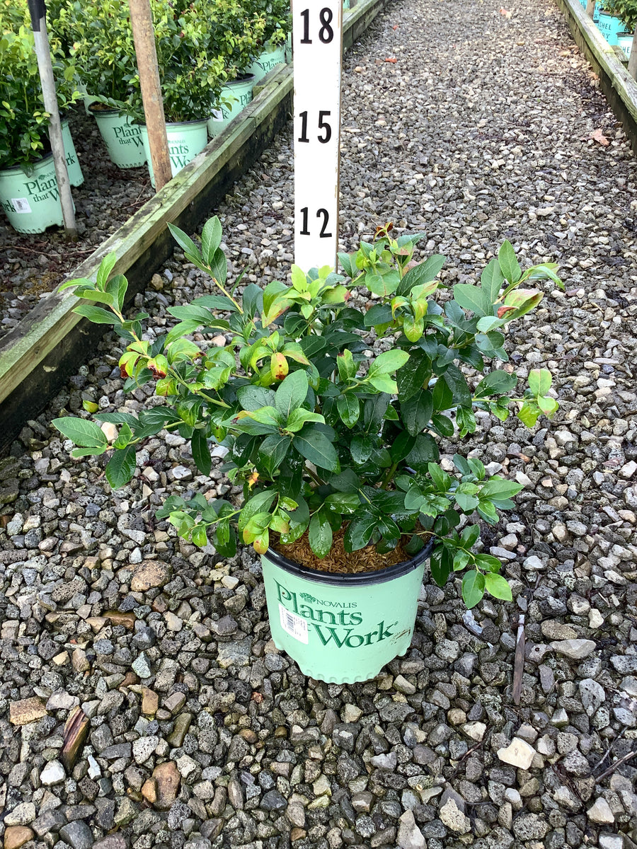 Vaccinium patriot 'Patriot'