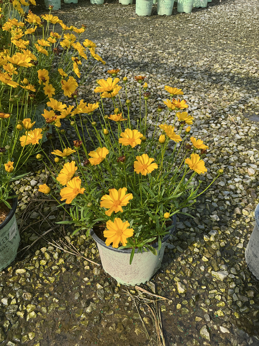 Coreopsis x 'Lil Bang Goldi Locks'