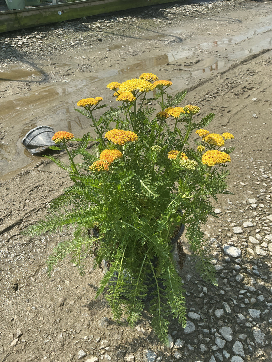 Achillea millefolium Skysail Yellow 'Bosachskyye''