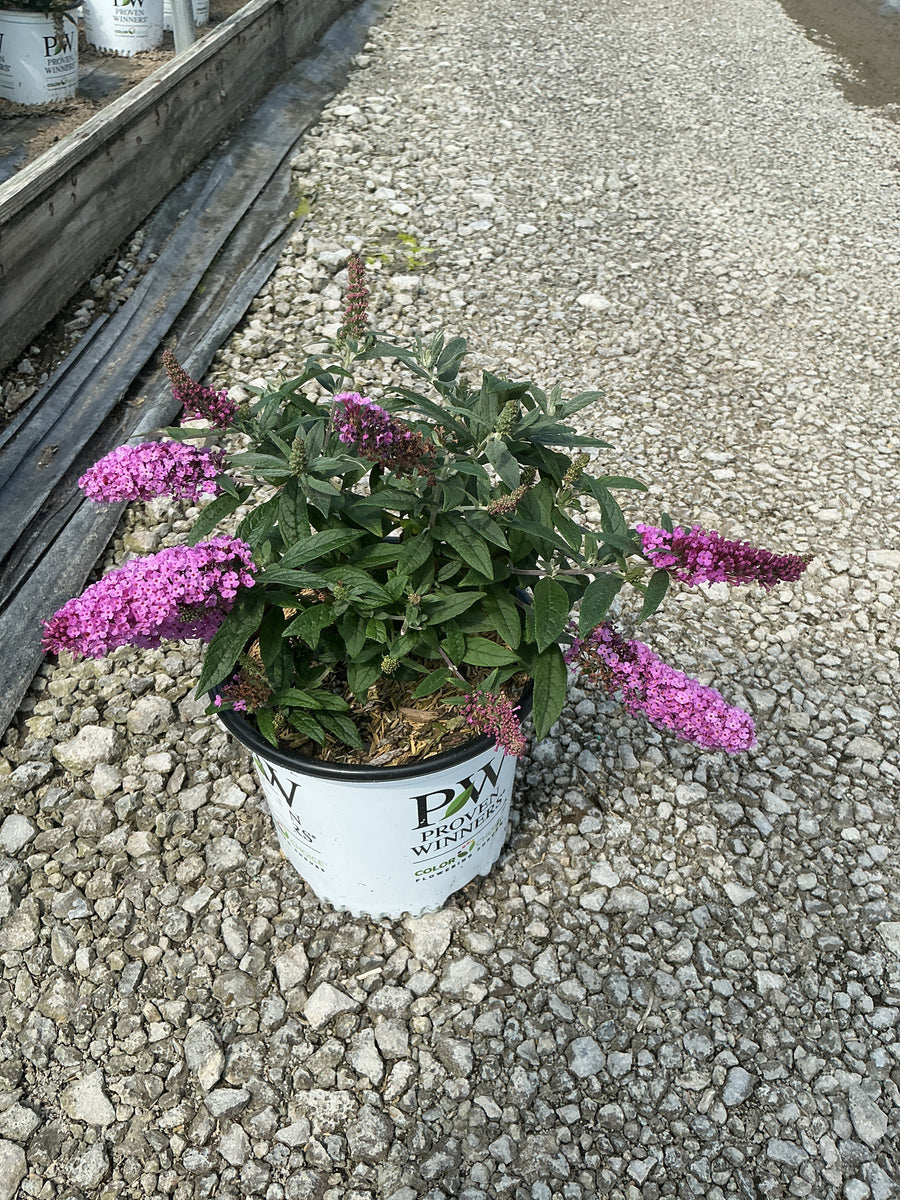 Buddleia 'Pugster Pinker'