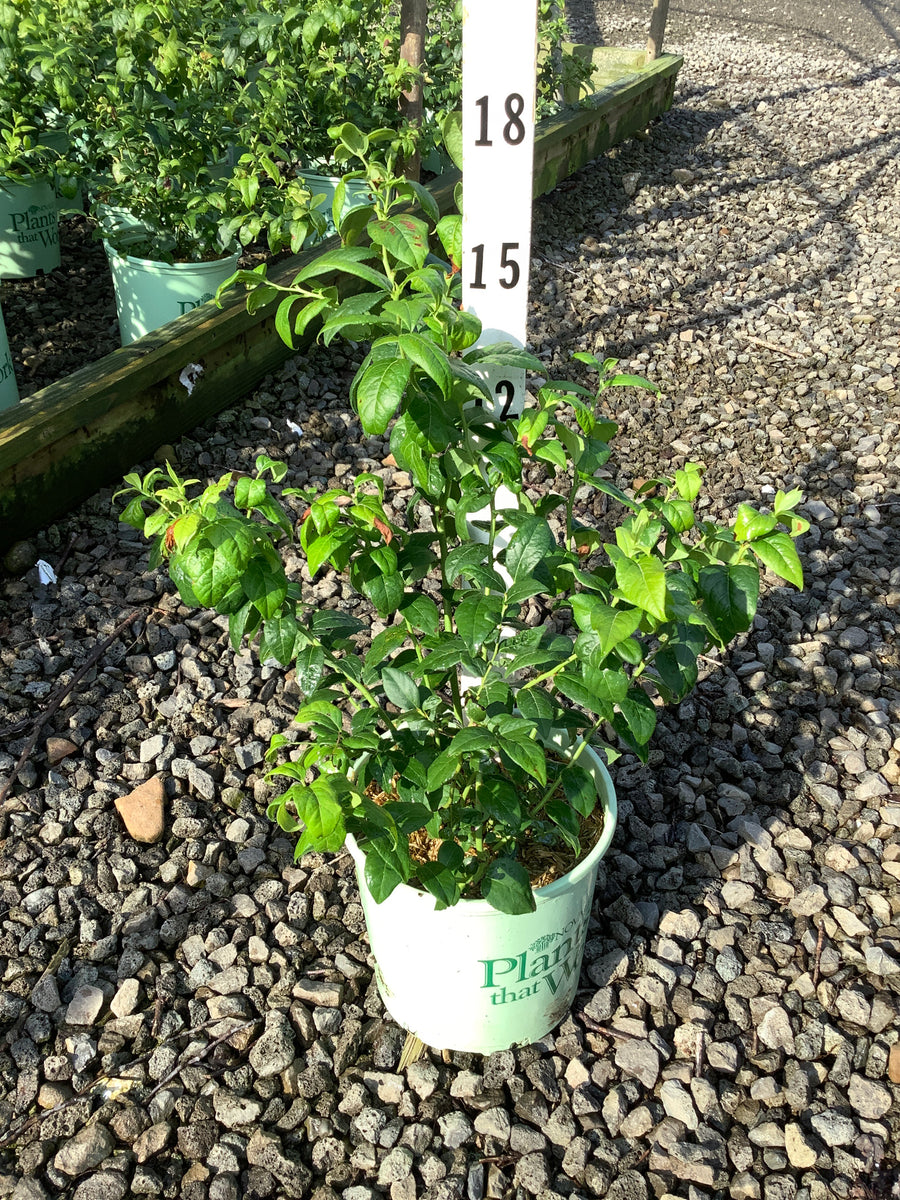 Vaccinium bluecrop 'Bluecrop'