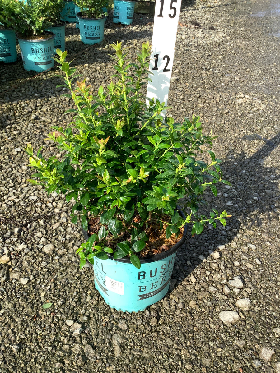 Vaccinium berrybux