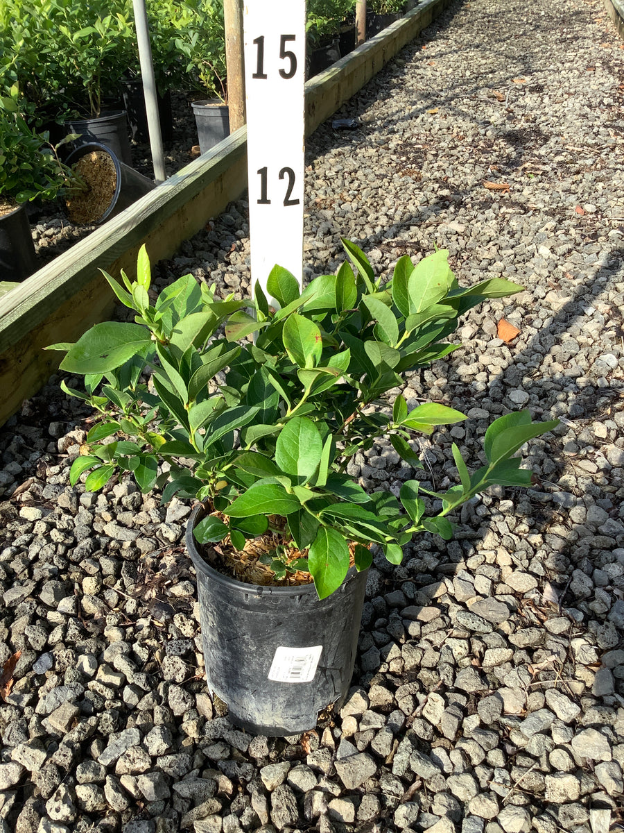 Vaccinium chandler 'Chandler'