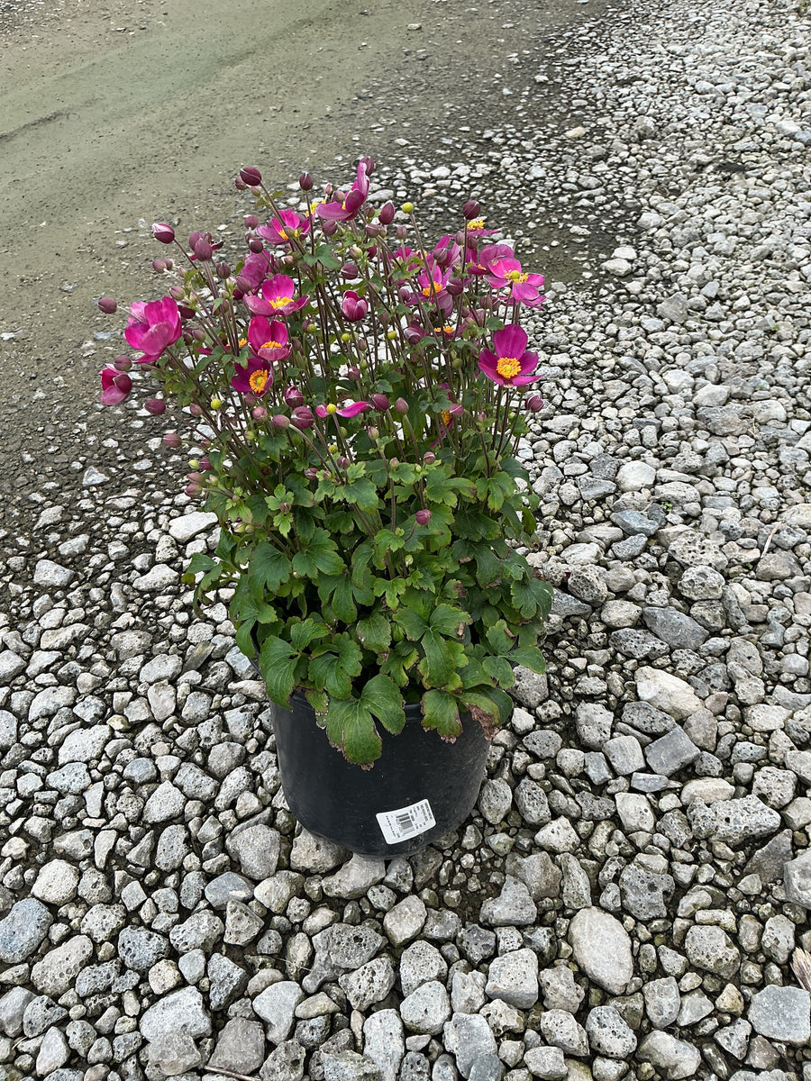 Anemone 'Fantasy Red Riding Hood'