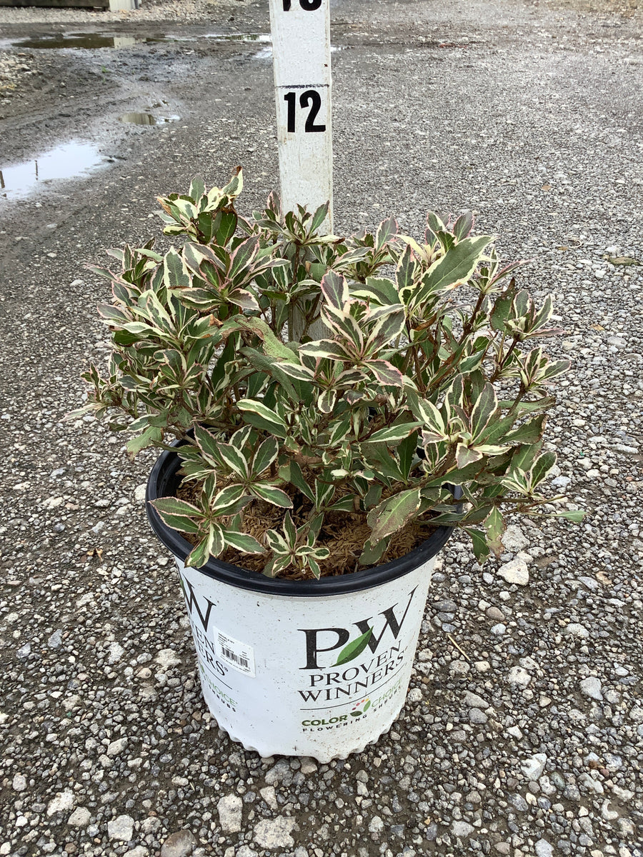 Weigela x 'Verweig'