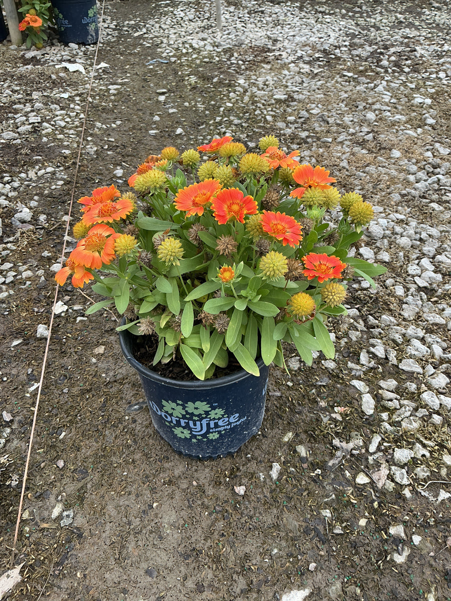 Gaillardia Gusto™ Orange Zest
