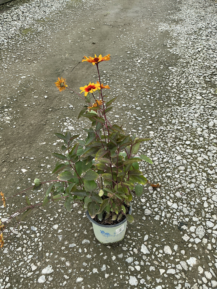 Heliopsis helianthoides 'Burning Hearts'