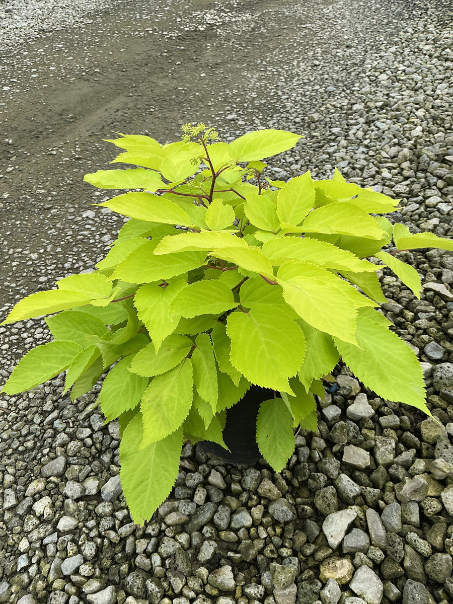 Aralia cordata 'Sun King'