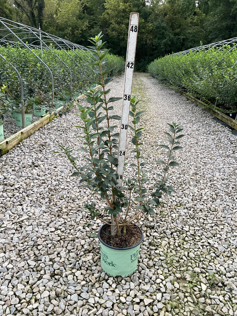 Forsythia x i. 'Magical Gold'