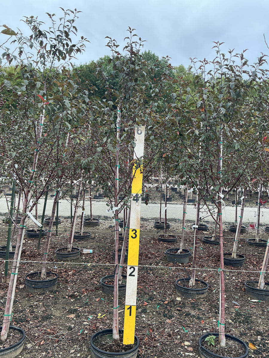 Malus ‘JFS-KW5’