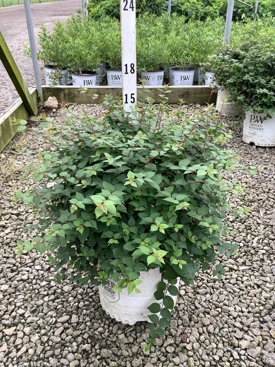 Kolkwitzia 'Jolene Jolene'