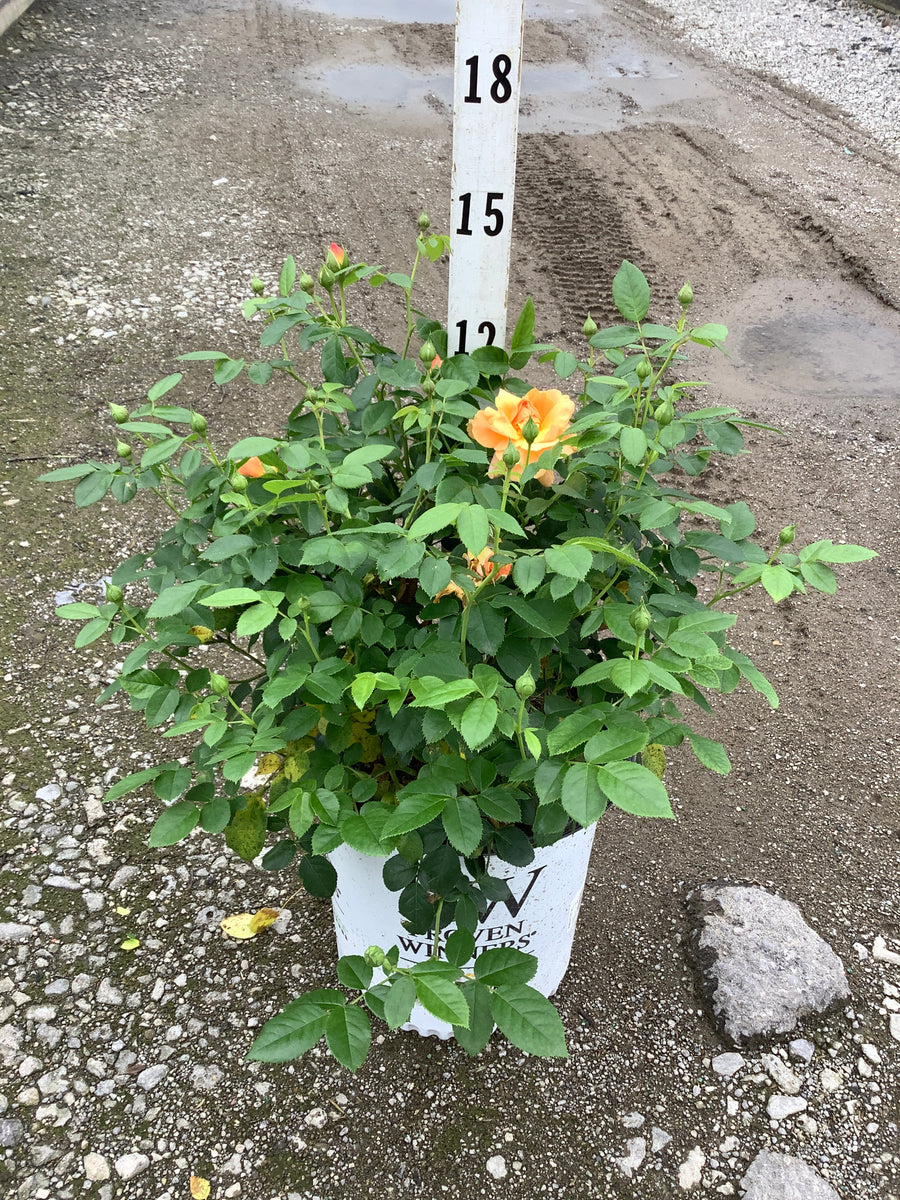 Rosa 'S At Last'