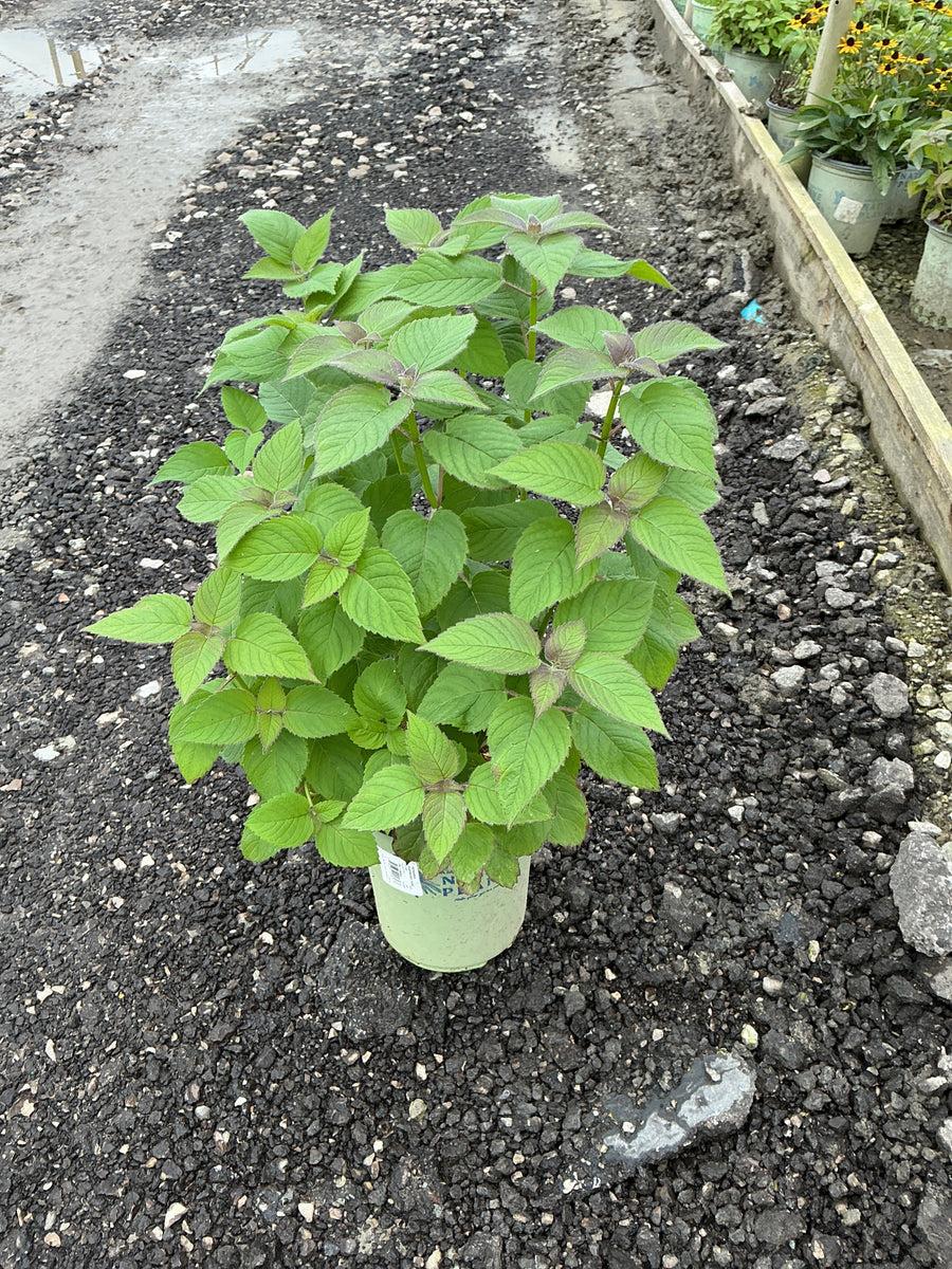 Monarda 'Raspberry Wine'