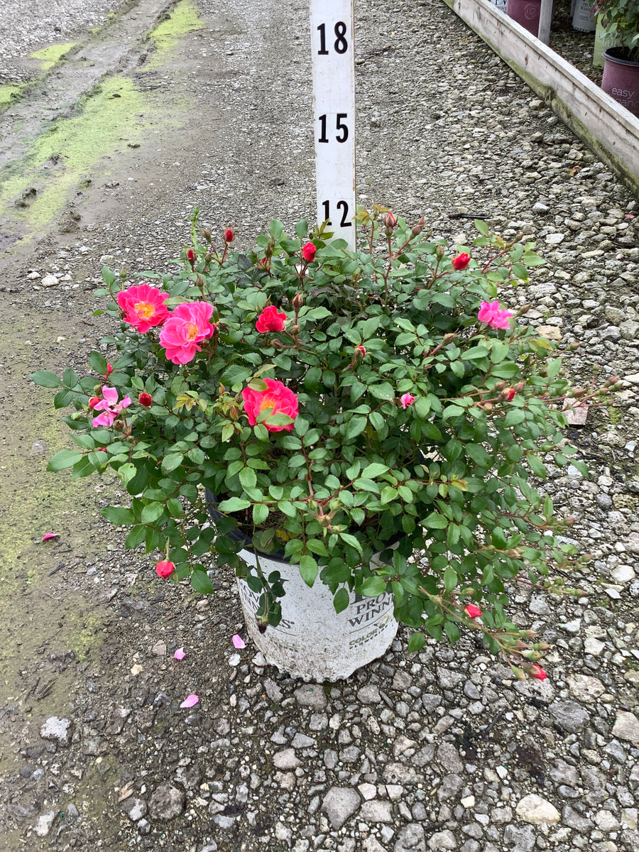 Rosa 'Oso Easy Double Pink'