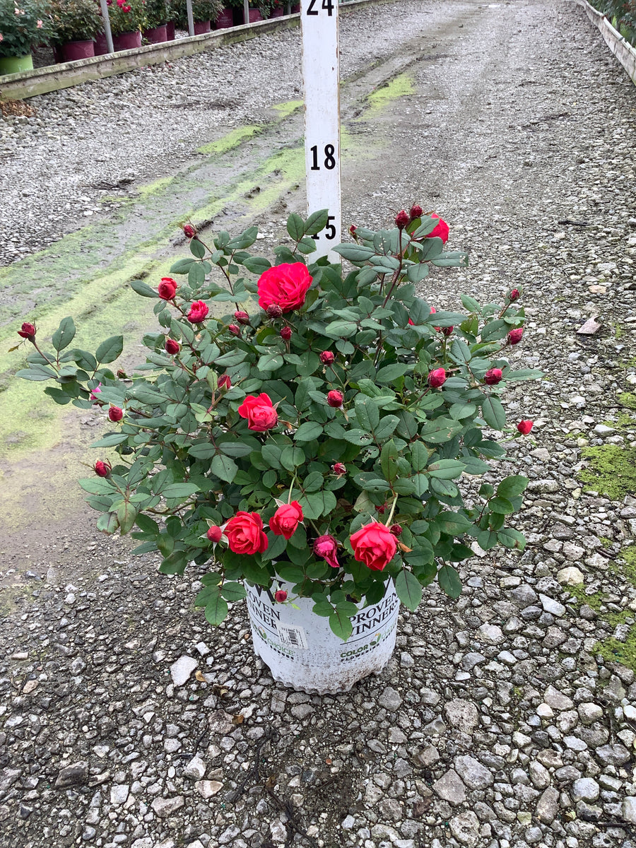 Rosa 'Oso Easy Double Red'