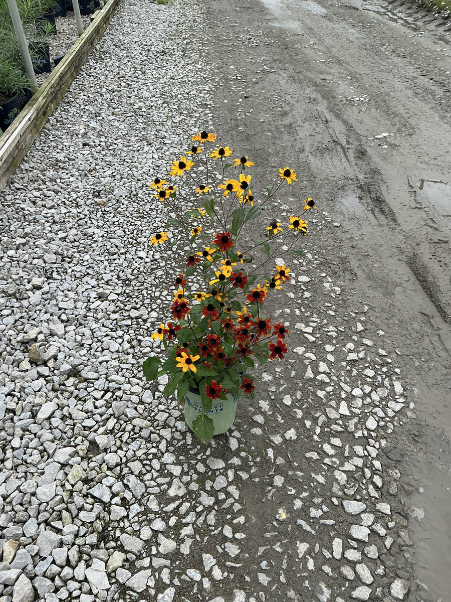 Rudbeckia T. Prairie Glow