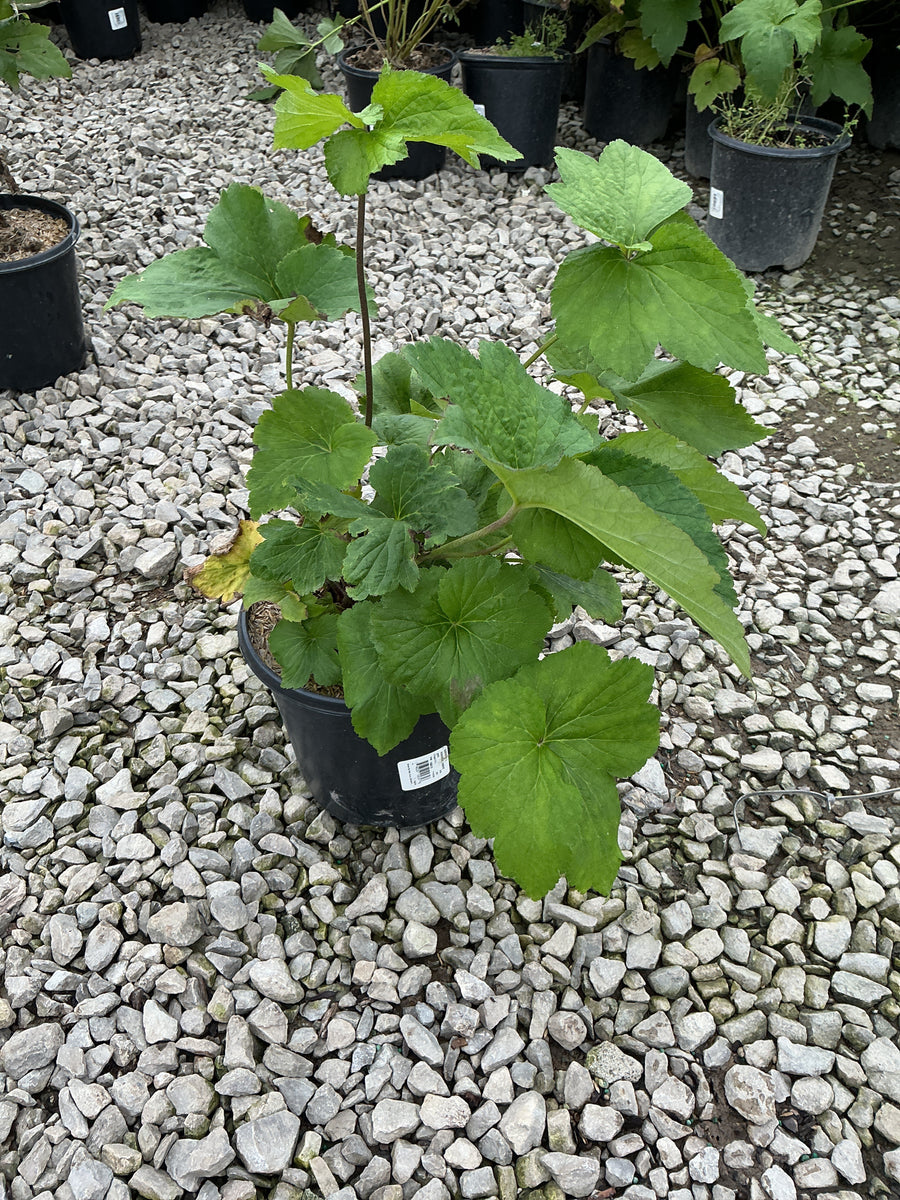 Anemone x hybrida 'Honorine Jobert'