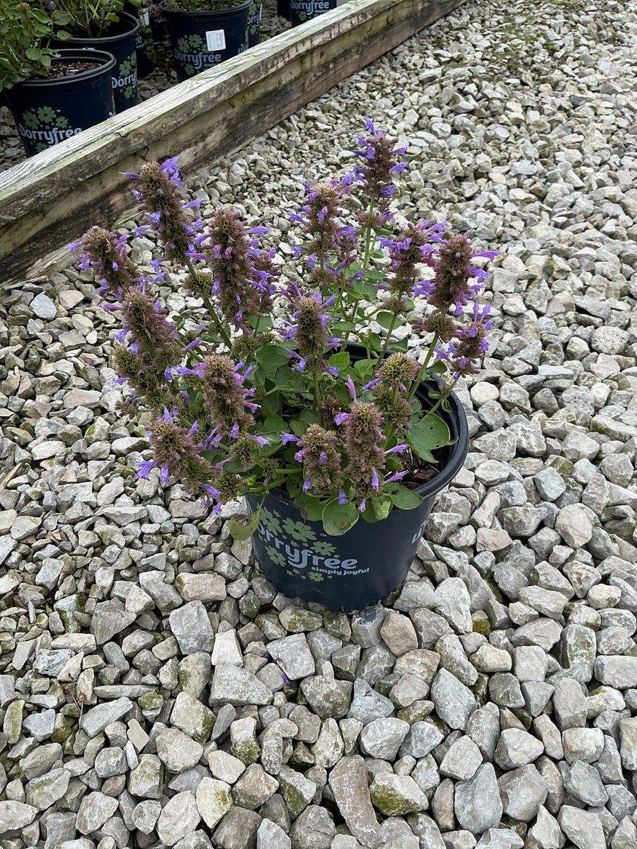 Agastache Honeysticks - Purple