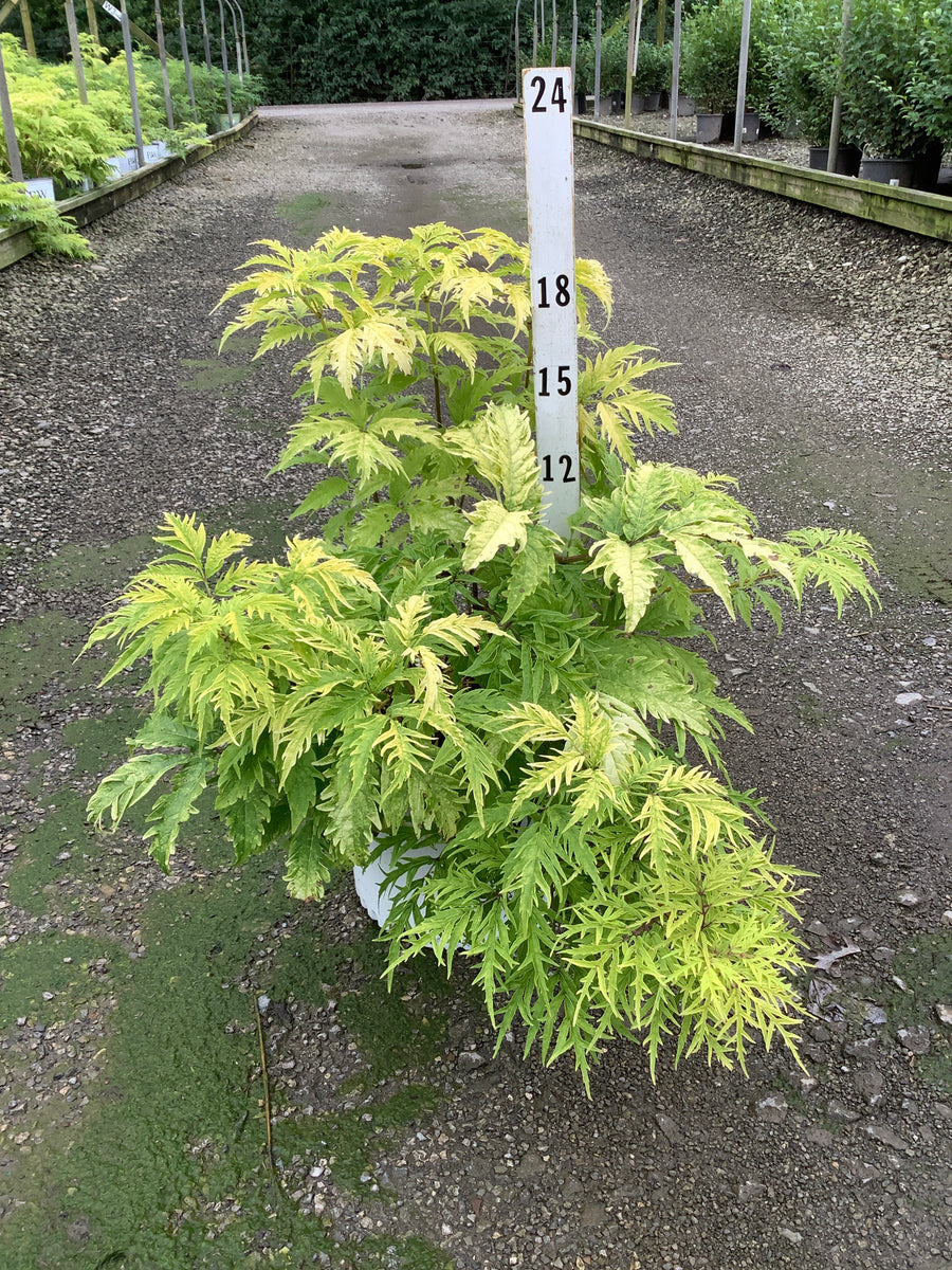 Sambucus lemony 'Lace'