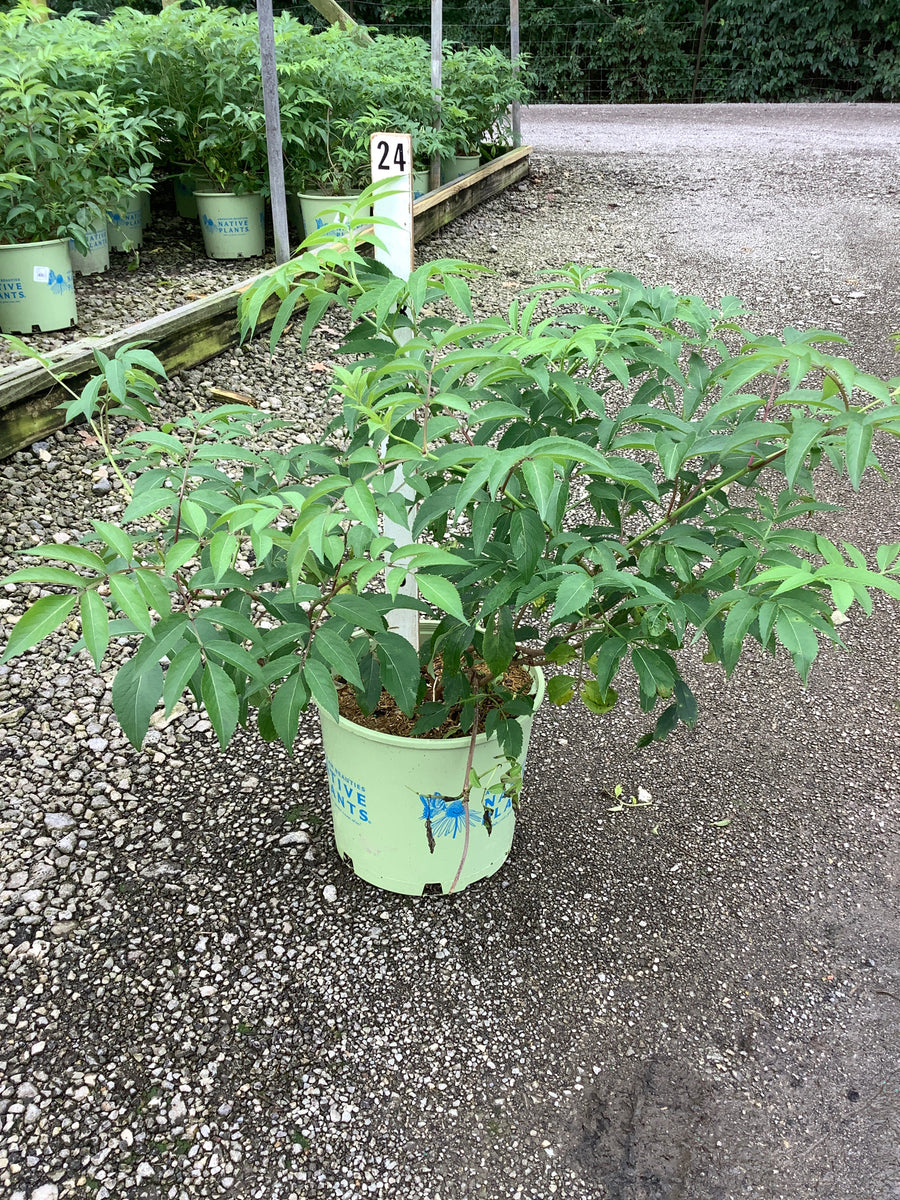 Sambucus canadensis 'Adams'
