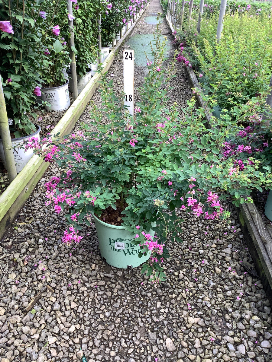 Lespedeza candy 'Girl'