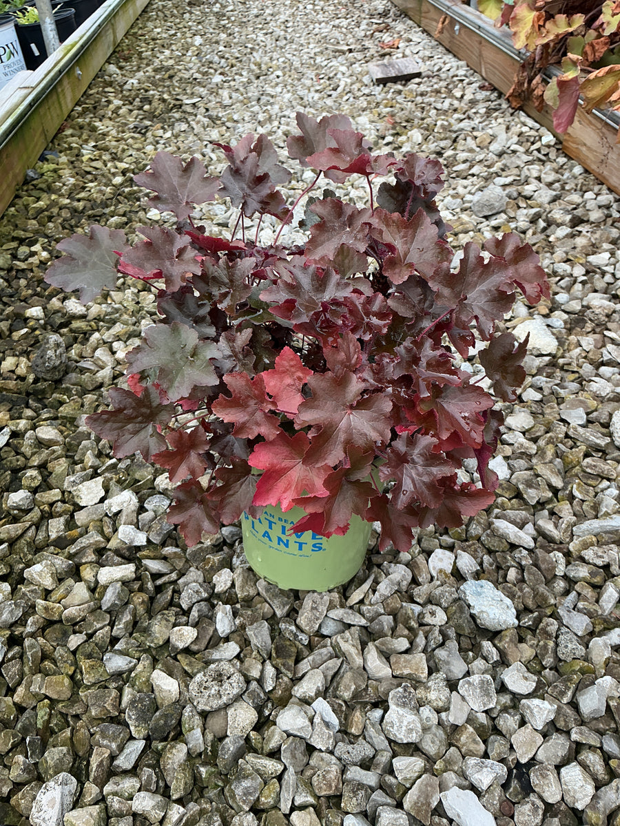 Heuchera villosa 'Bronze Wave'