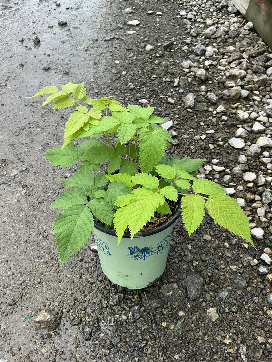 Aruncus dioicus