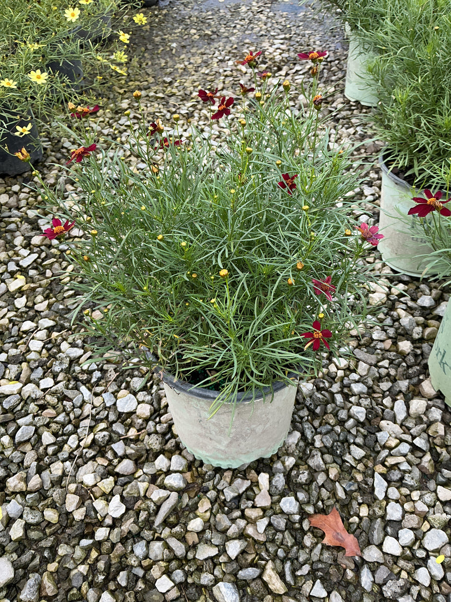 Coreopsis 'Red Satin'