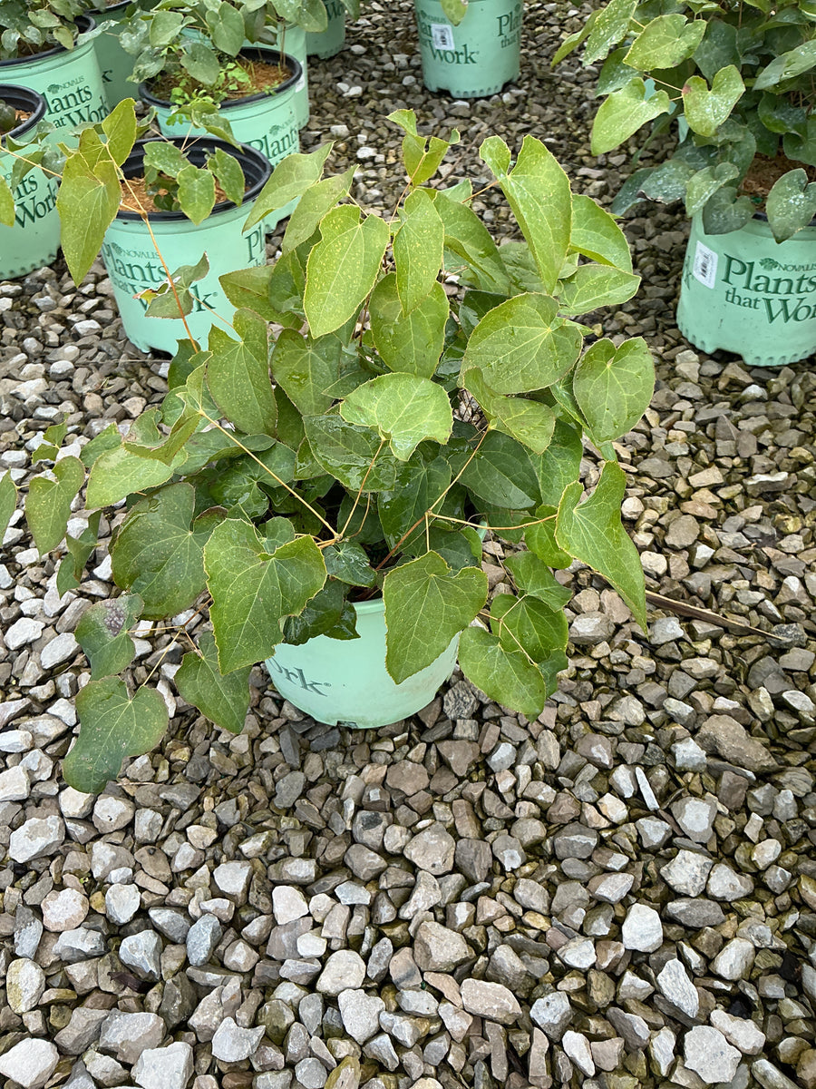 Epimedium x perralchinum 'Frohnleiten'