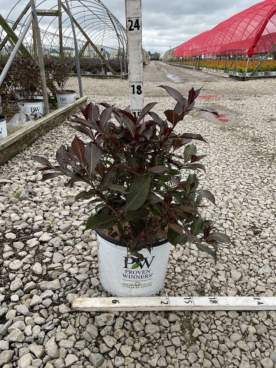 Weigela florida 'Wine & Roses'