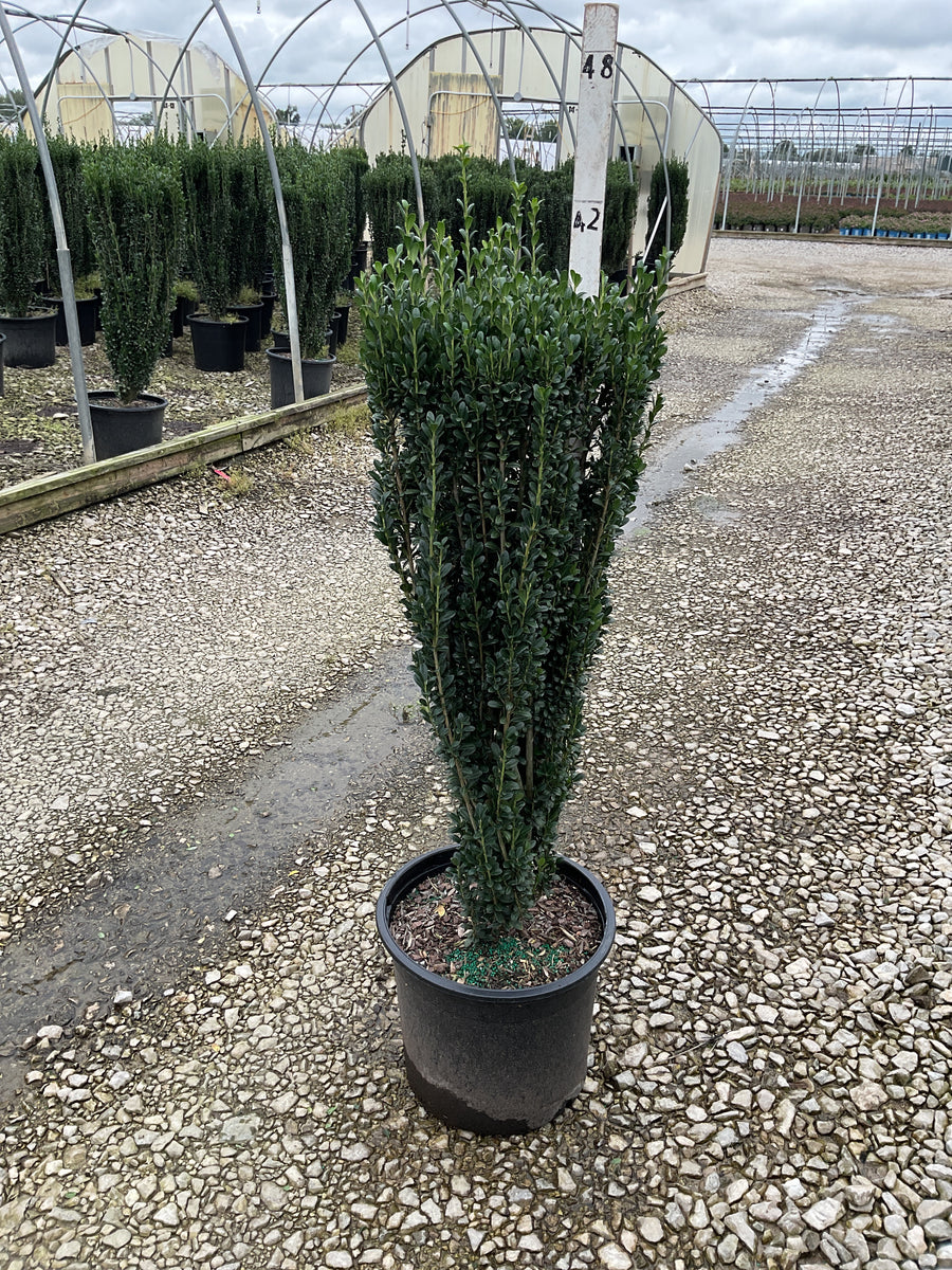 Ilex crenata 'Sky Pencil'