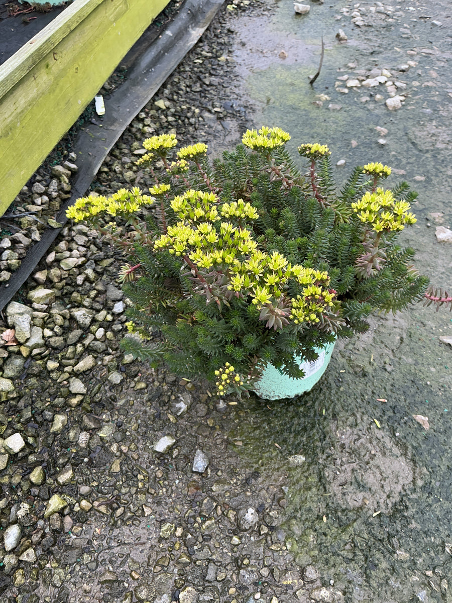 Sedum SunSparkler® ‘Red Angelina'