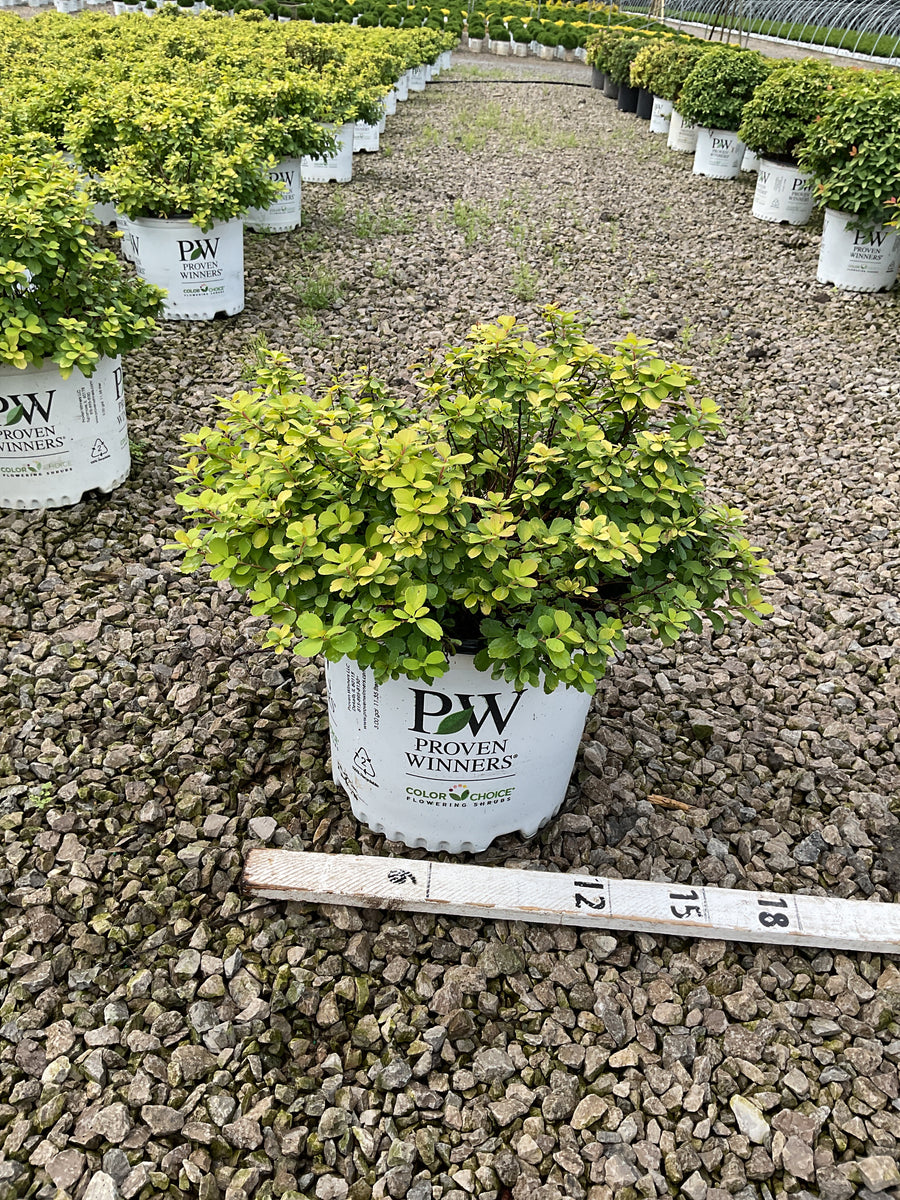 Spiraea BET 'Glow Girl'