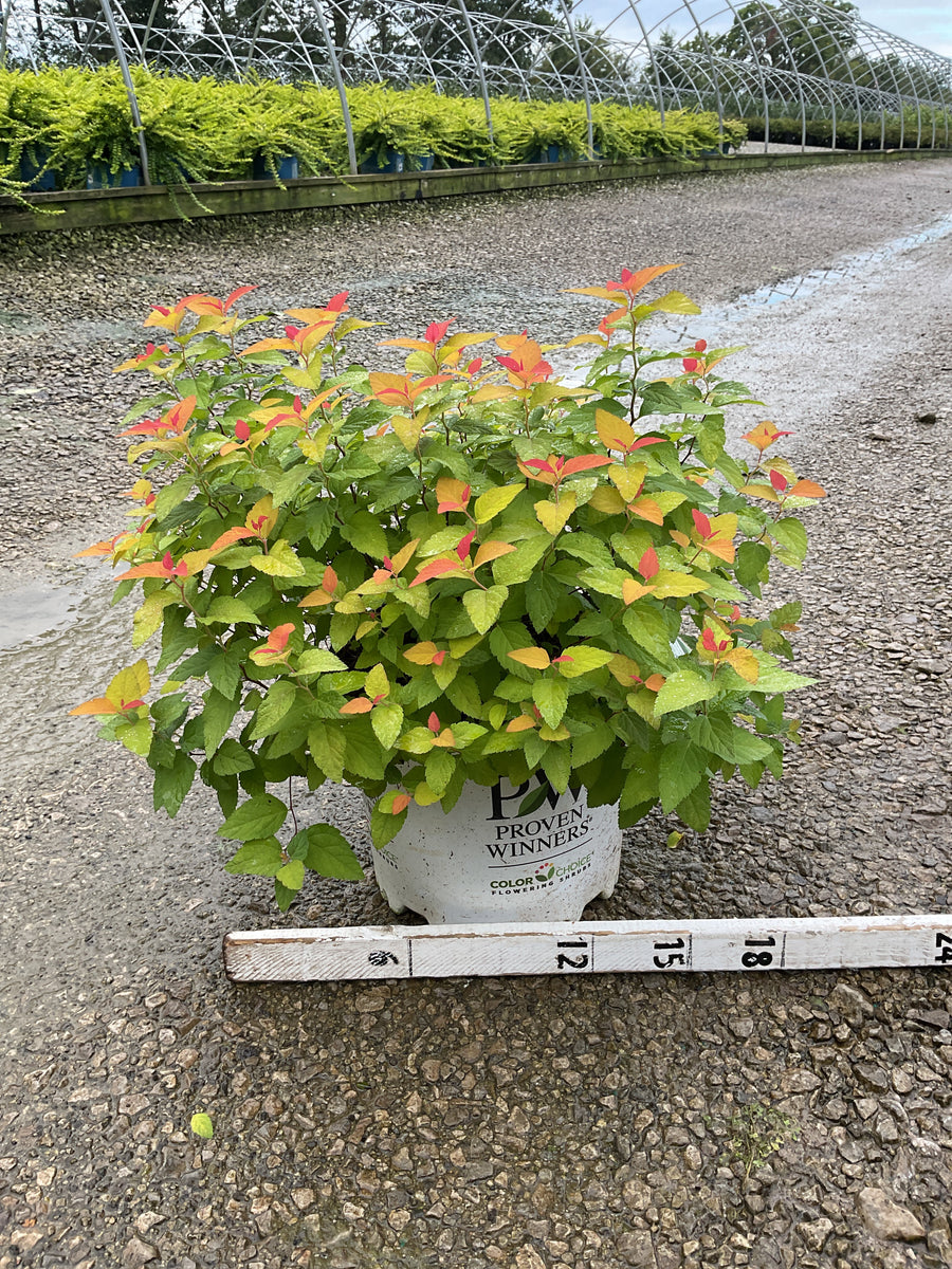 Spiraea JAP 'Dbl Play Candy Corn'