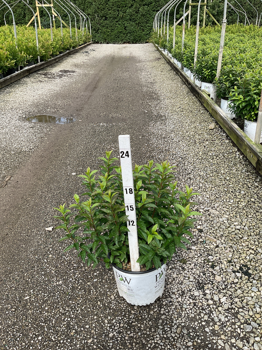 Itea fizzy 'Mizzy'