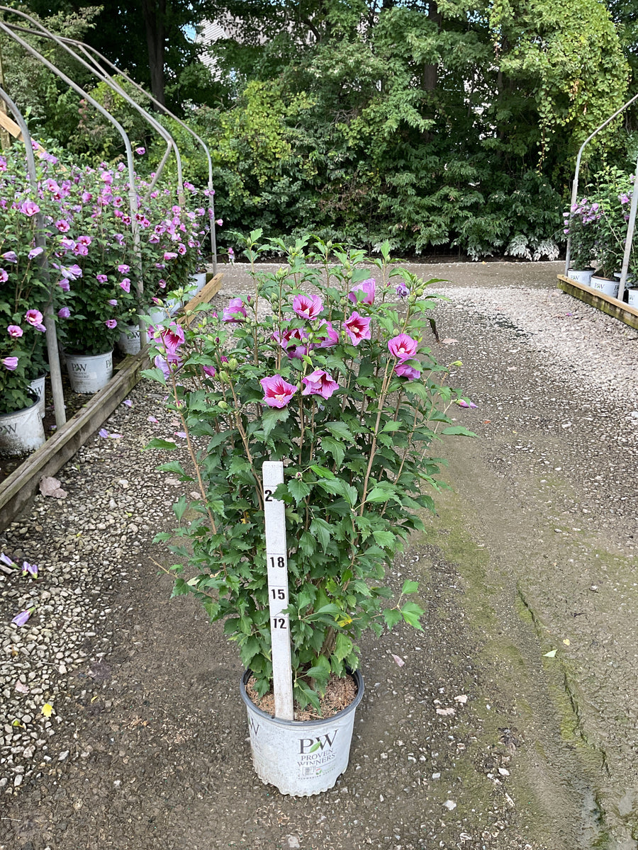 Hibiscus syriacus 'Purple Pillar'
