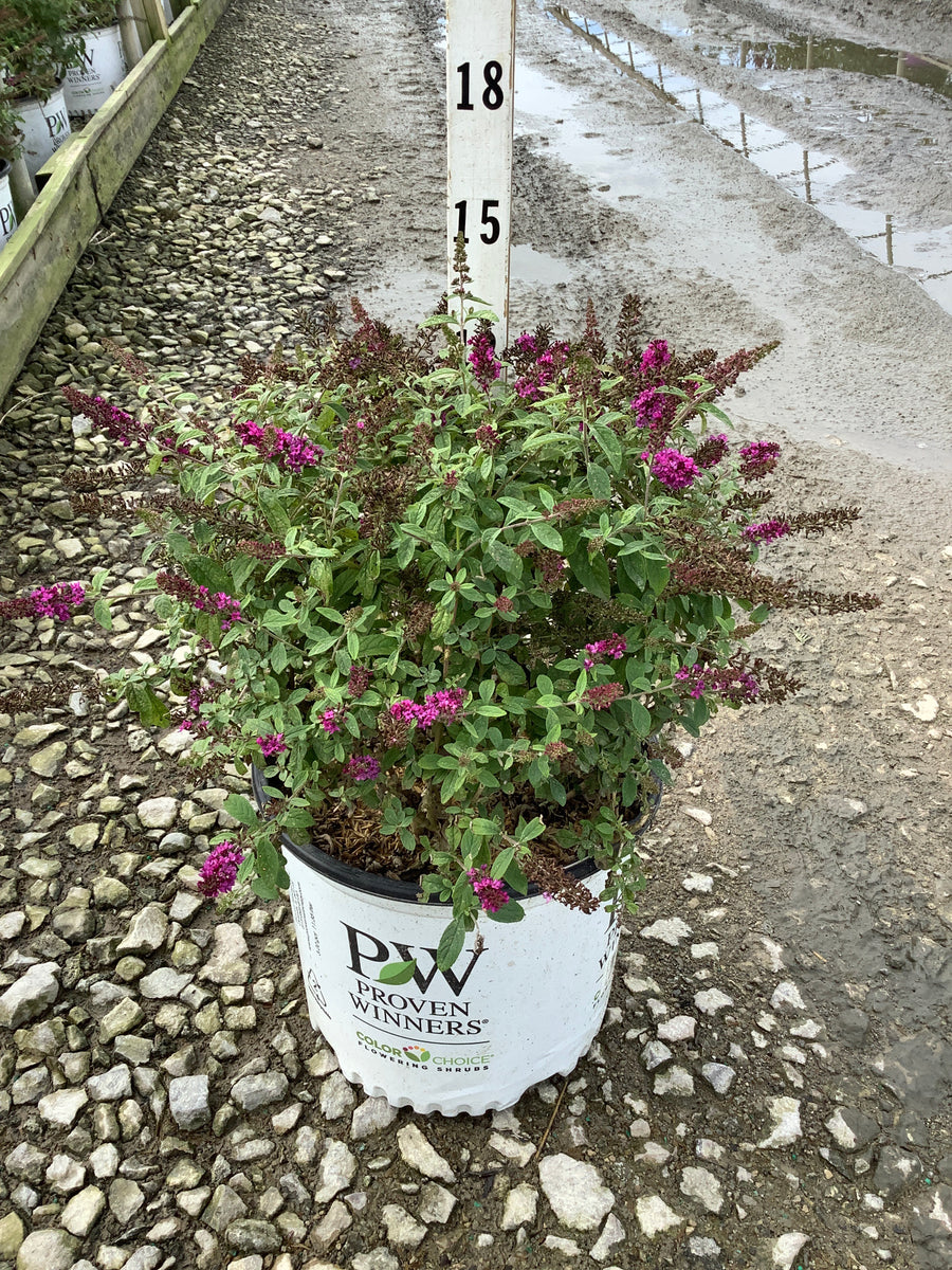 Buddleia 'Lo-Behold Ruby Chip'