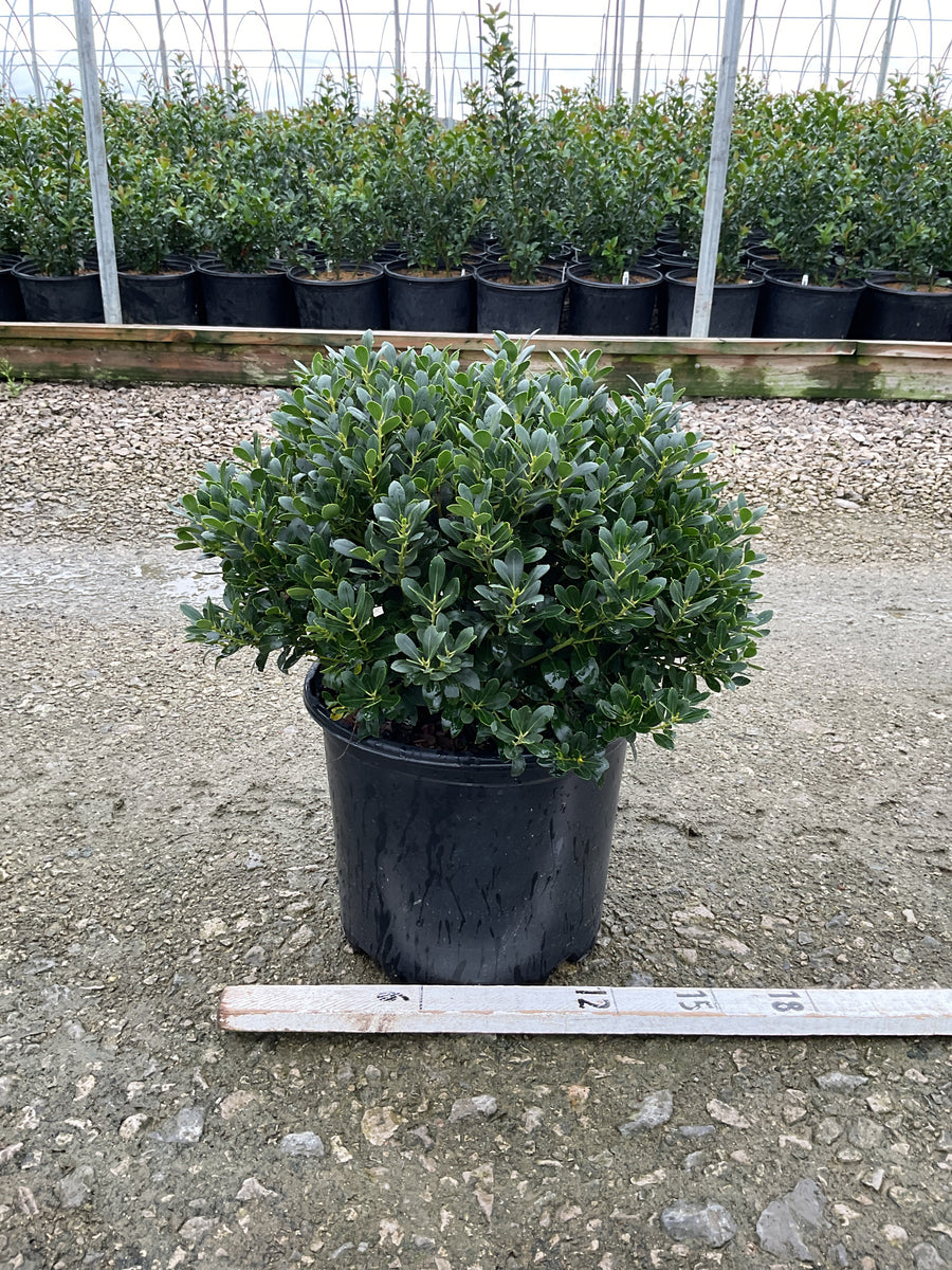 Ilex glabra 'Densa'