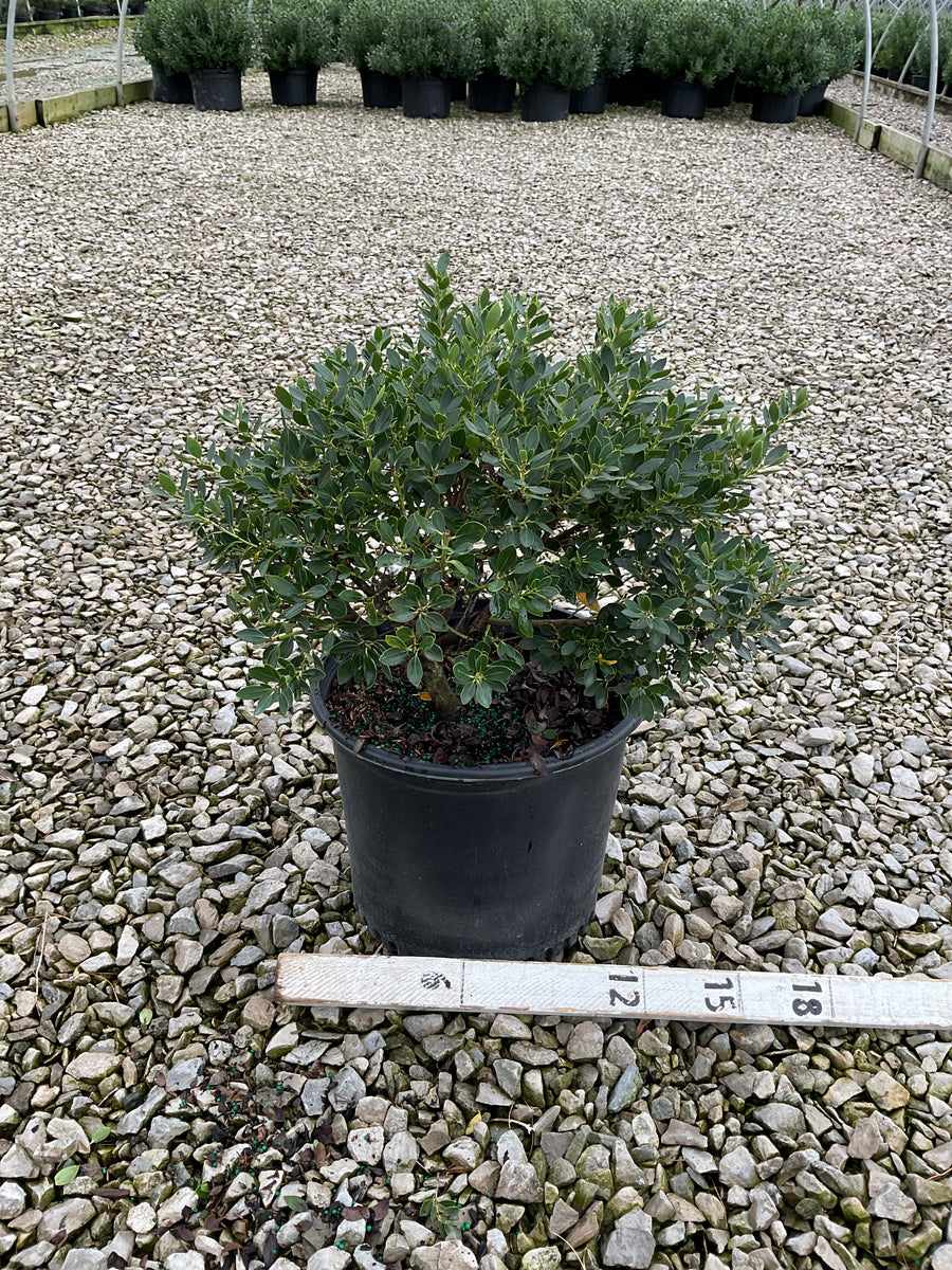 Ilex glabra 'Forever Emerald'