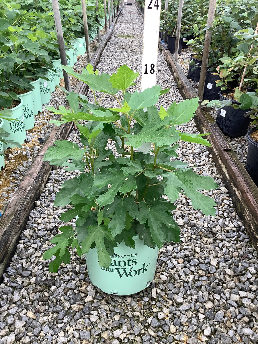 Ficus carica 'Violet De Bordeaux'