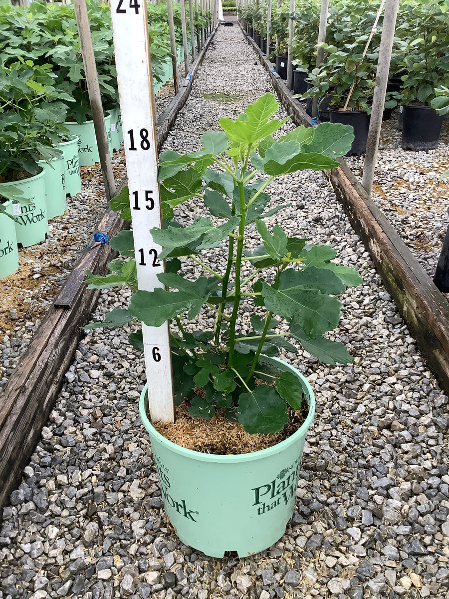 Ficus carica 'Olympian'