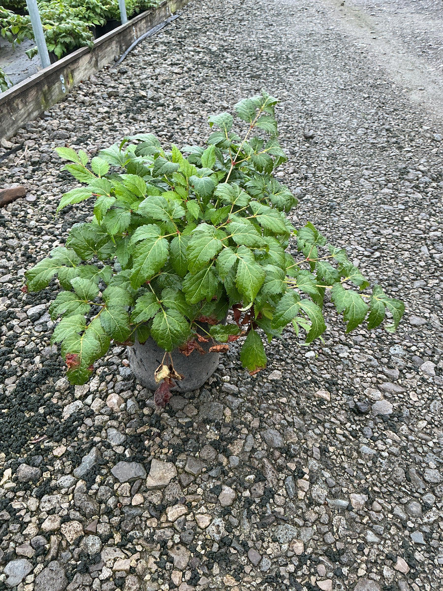 Astilbe x arendsii 'Fanal'